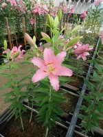 [4216 Barrage No01.JPG]